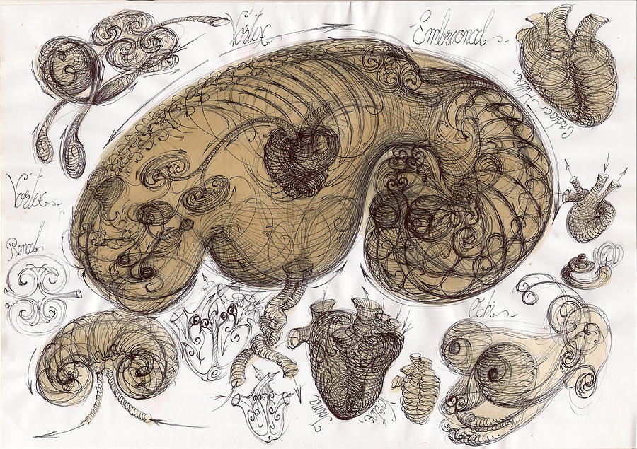 human-embryo-vortex-gabriel-kelemen
